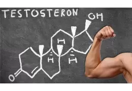 Auswirkung von Testosteron auf den Muskelaufbau und Fettabbau